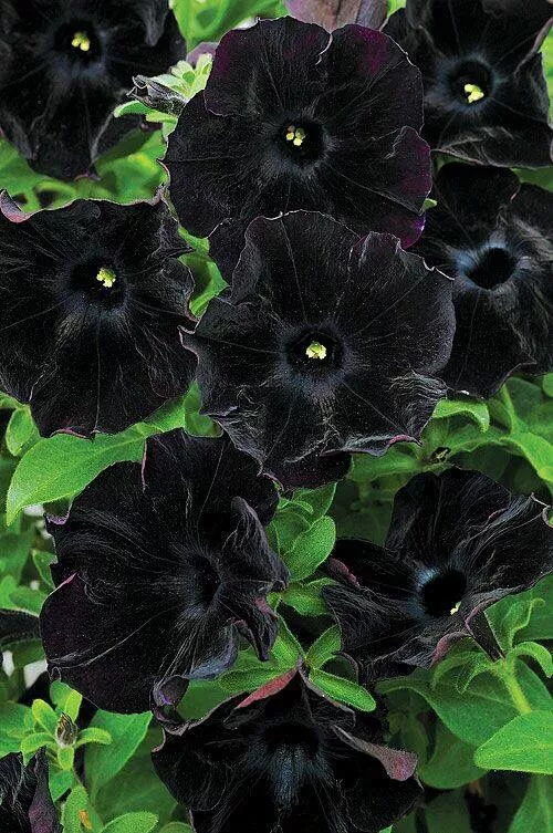 Como cultivar a Petúnia Negra 'Black Velvet' - Guia completo
