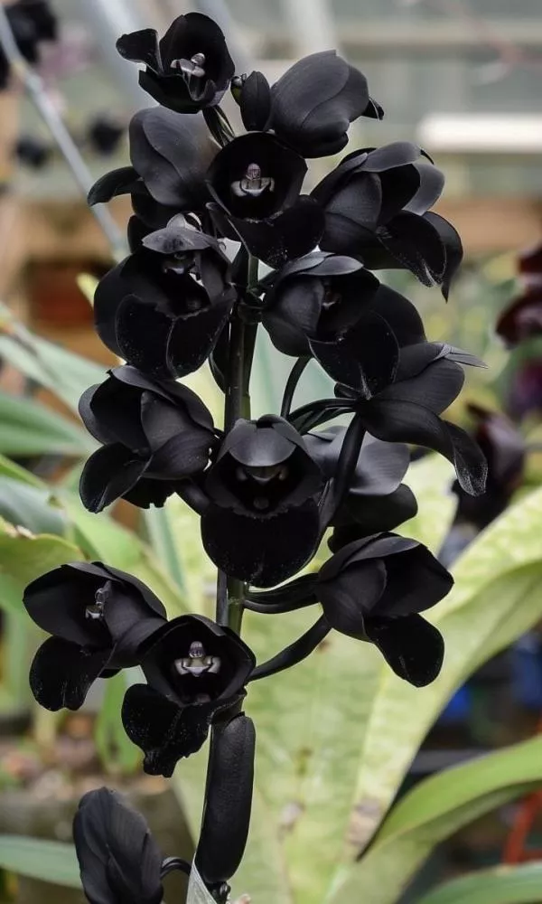 'After Dark': A Orquídea quase negra que desafia as regras da natureza
