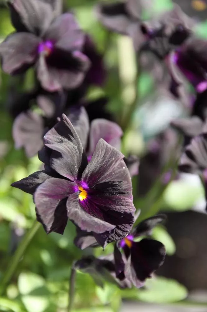 Como cultivar violetas negras: segredos para flores aveludadas