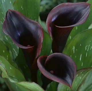 Calla Negra: Veja como cultivar essas joias negras em vasos