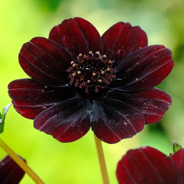 Cosmos Chocolate: A planta que exala aroma de chocolate no seu jardim