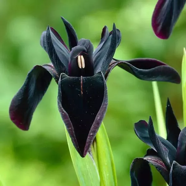 Íris Negra: A rainha misteriosa dos jardins aquáticos
