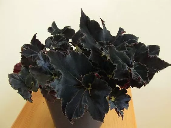 Como cultivar Begônias Pretas; o guia definitivo para plantas goth