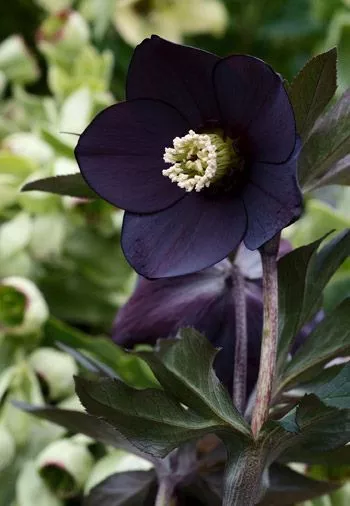 Helleborus Negro: A flor para jardins no frio