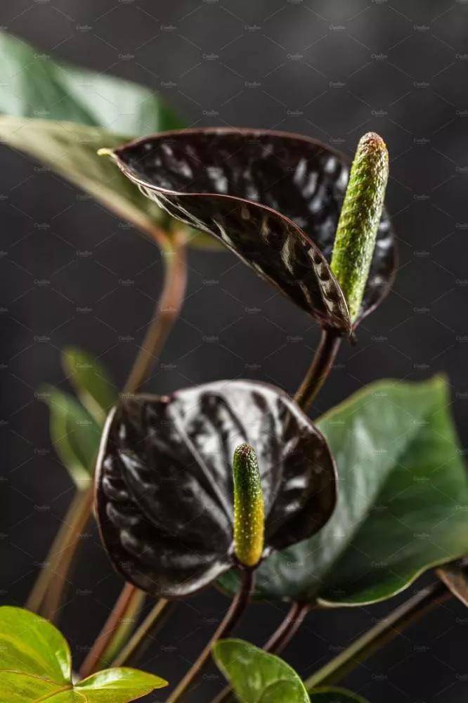 Antúrio Negro em vaso: Os cuidados essenciais para folhas brilhantes