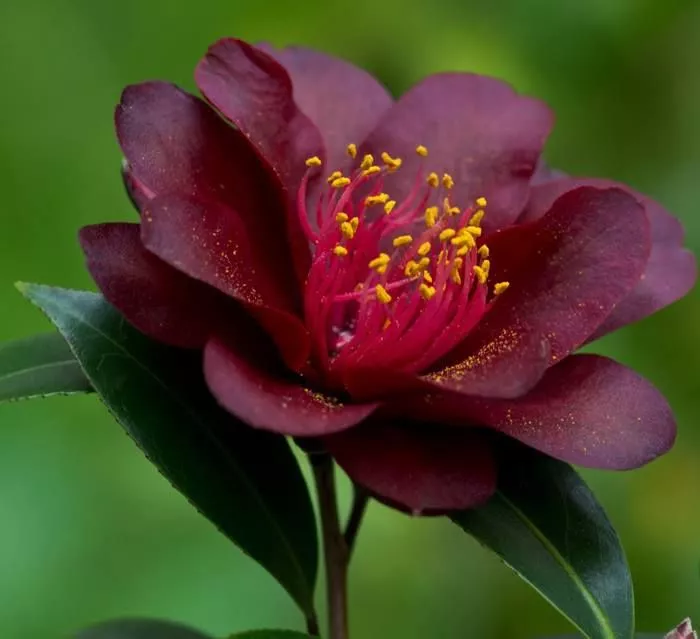 Poda Perfeita: Como manter sua Camélia Preta com floração abundante