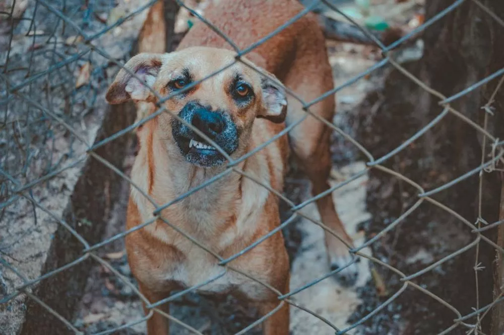 Como identificar sinais de estresse nos animais de estimação