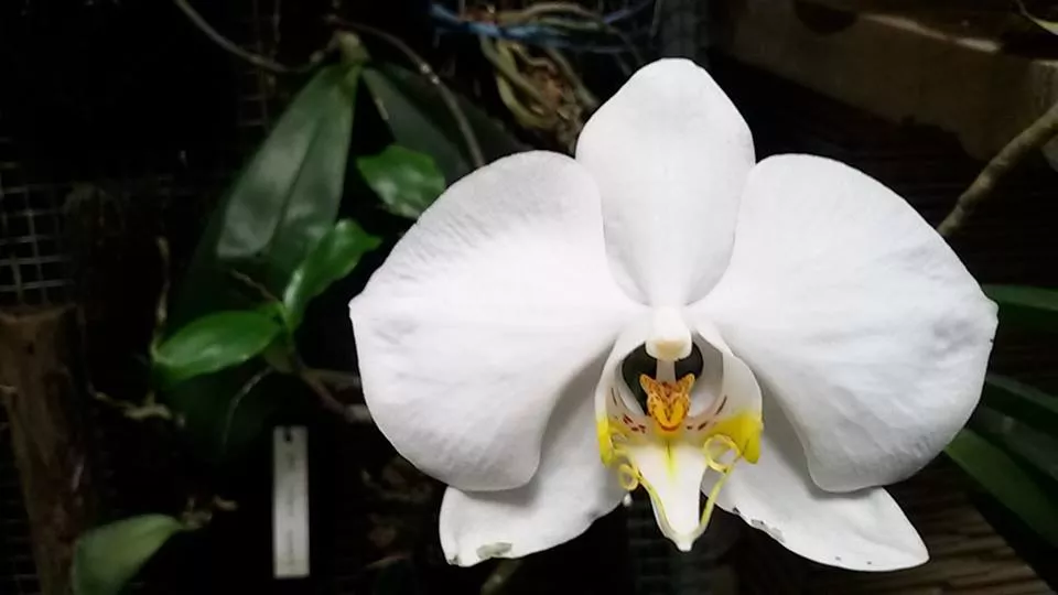 10 Flores Brancas para Cultivar em Casa
