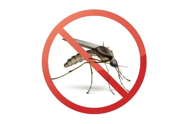O mosquito Aedes Aegypti é o vetor que transmite as principais arboviroses de Mato Grosso do Sul