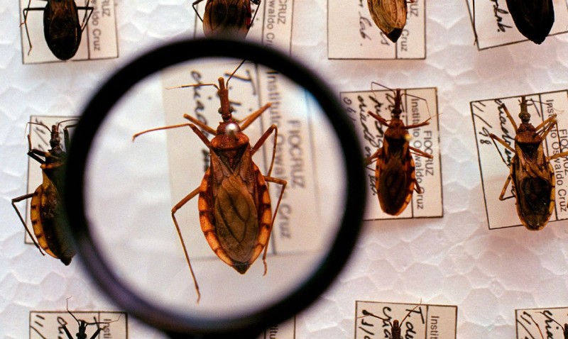 Funed tem papel fundamental no controle da doença de Chagas