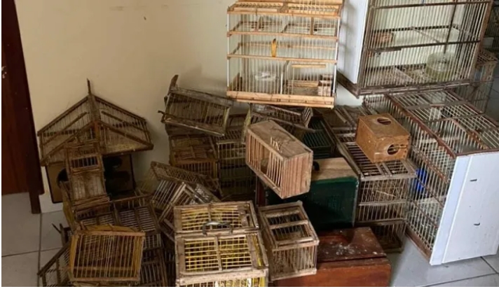 Polícia prende homem com 73 aves silvestres em cativeiro e arma no Cariri
