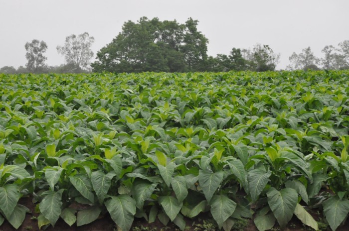 Segundo os parlamentares que assinam a matéria, a alteração do local de classificação do fumo vai garantir negociações de preços mais justas e transparentes, valorizando a produção paranaense. / Créditos: Divulgação/Afubra