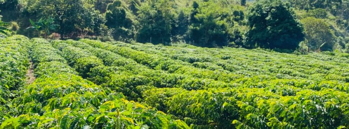 Epamig participa de 1º Seminário sobre Café Conilon em Ouro Verde de Minas