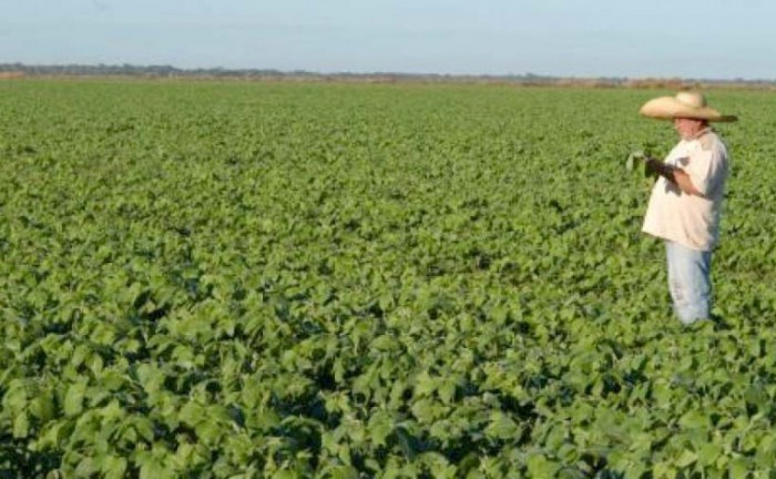 Soja continua sendo o carro chefe do plantio de grãos no Tocantins - Foto: Seagro/Governo do Tocantins