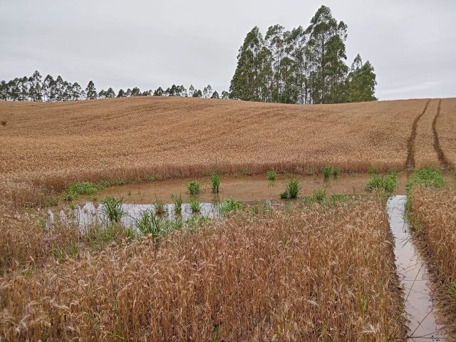 Foto: Reprodução/Secom SC
