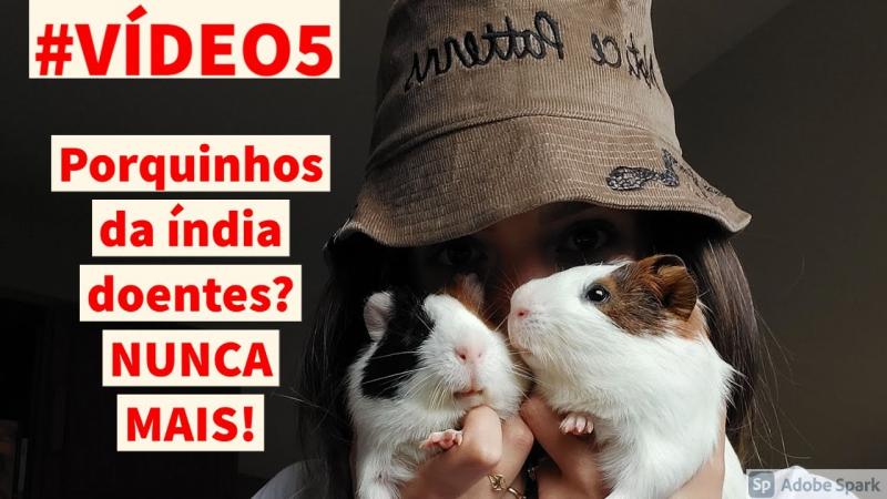 Veja como tratar SARNA, MICOSE, ÁCAROS e PIOLHOS em porquinhos da índia em casa